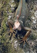 Iguana - Steve Freeder