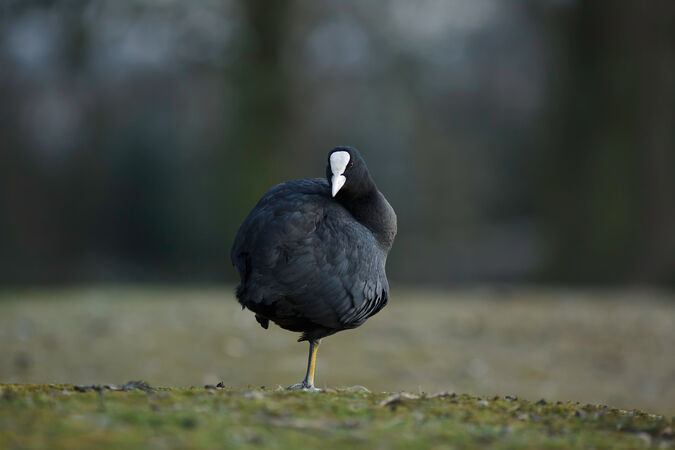 I'm Not A Cute Coot - K Wright