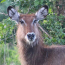 Is That You Deer - Linda Topping