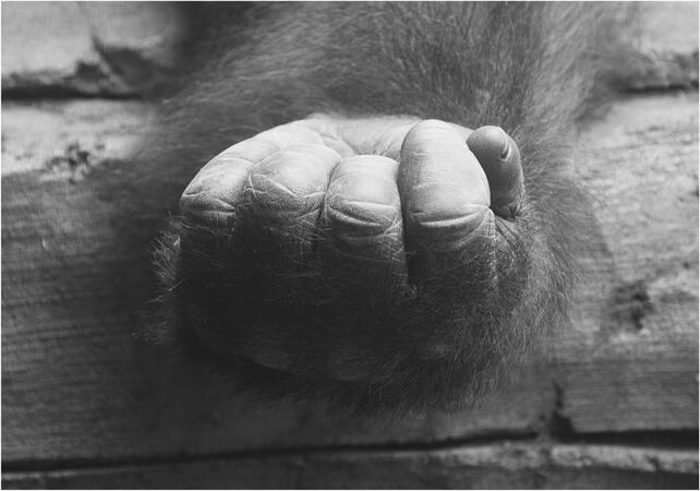 Knuckles of Power - Ray Benn