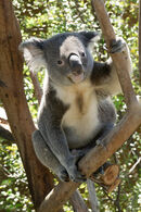 Koala Bear - Sue Rosner