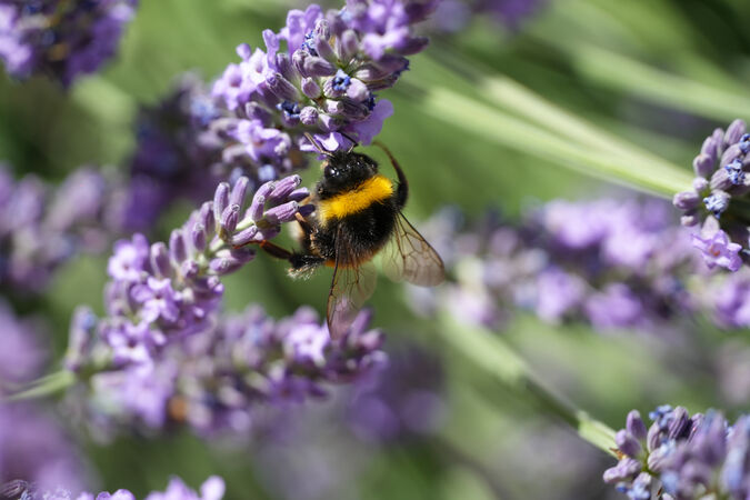 Lavender Bee - Anuraj Theivendram