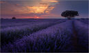 Lavender Field Sunset - David Tyrrell