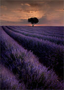 Lavender Fields - David Tyrrell