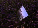 Lavender Reflected - Anila Hussain