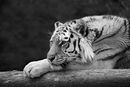 Lazing in the Sun - Carole Milligan