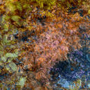 Leafy Abstract - Chris Saunders