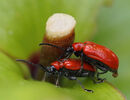 Lily Beetles - Sue Matthews