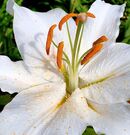 Lily Flower Alan Taylor