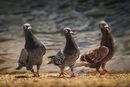 Line Dancing - George Mayne