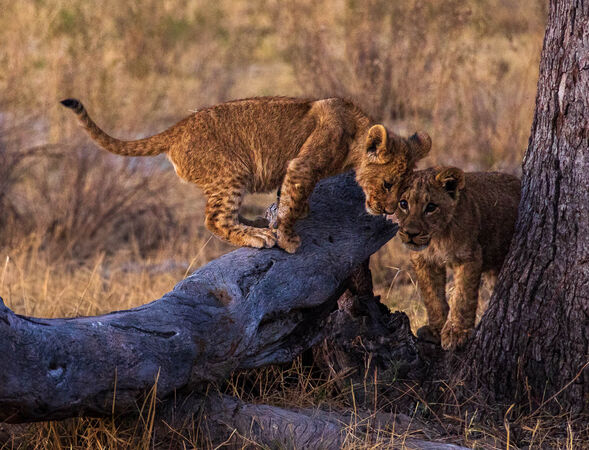 Lion Cubs - Hank Bishop