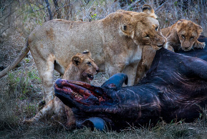 Lion Dinner - Hank Bishop