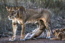 Lion Nursing - Hank Bishop