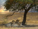 Lions in Kenya-Hank Bishop