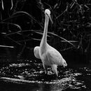 Little Egret looking for lunch-Luciano