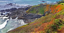 Lizard Point - Shylaja Muringoor