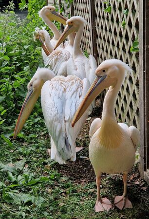 London pelicans - Bente Dahl
