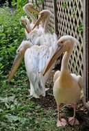 London pelicans - Bente Dahl