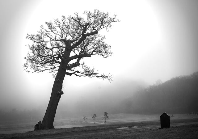 Lonely Misty Morning - Jim Williams