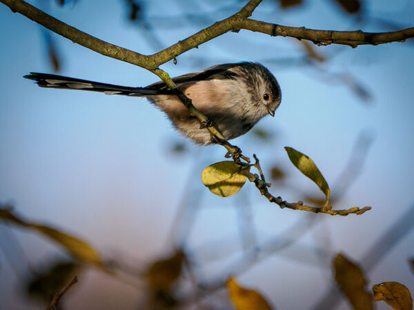Long Tailed Tit - Luciano Ocesca