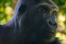 Lost In Thought - Sue Rosner