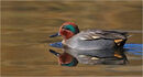 Male Eurasian Teal - Shylaja Muringoor