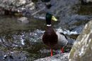 Mallard - Alan Taylor