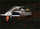 Mallard in Flight - Alan Taylor