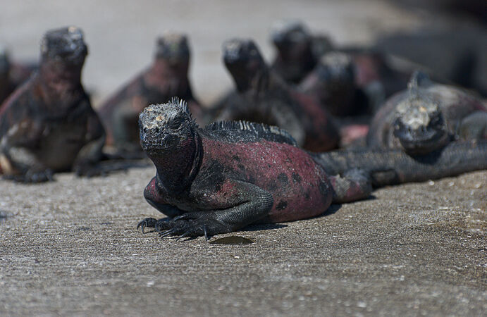 Marine Iguana - Ray Benn