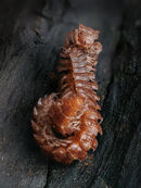 Mating millipedes - Ed Ad