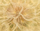 Medow Salsify Seed Head-Kevin Wright