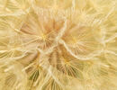 Medow Salsify Seed Head - Kevin Wright