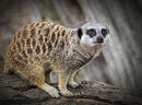 Meerkat - Jim Williams
