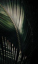 Membrane of the Forest - Anthony Rosner
