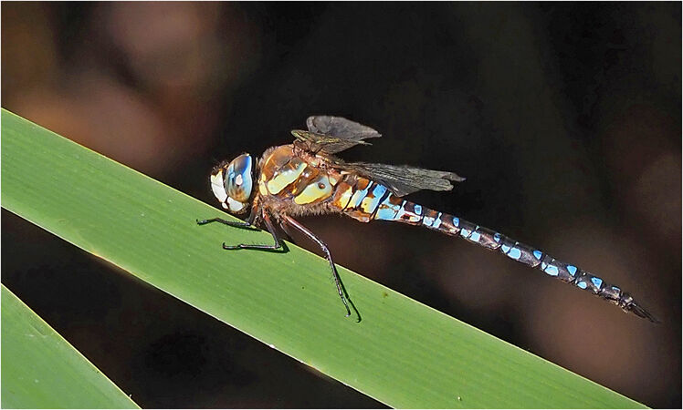 Migrant Hawker - Shylaja Muringoor