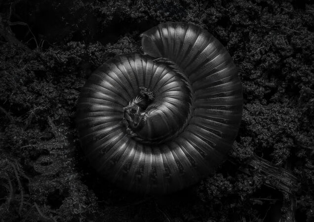 Millipede sprial - Ed Ad