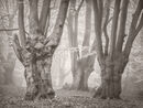 Misty Beeches - Bob Gibbons