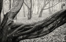 Misty Morning - Alan Simpson