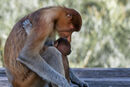 Mom and Baby Proboscis Monkeys in Borneo-Hank Bishop