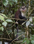 Mona Monkey, Grenada - Arnie Göbel