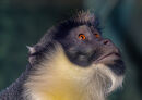 Monkey - steuart allen