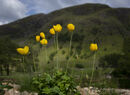 Mountain Fresh - Chris Hinson