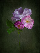 Multicoloured Rose - Bob Gibbons