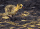 Mum, wait for me - Steuart Allen