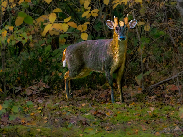 Muntjac Deer - Luciano Ocesca