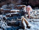 Mushroom - Noreen Connolly