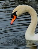 Mute Swan - Alan Taylor