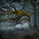 Mystical Woods - George Mayne