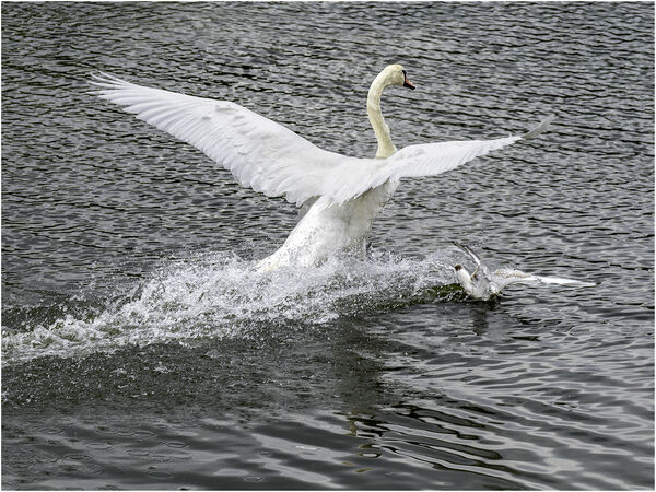 Near Miss on Landing - Jim Williams