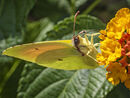 Nectar Tasting Common Brimstone - Jim Williams